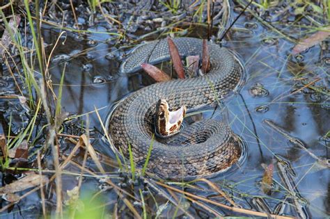 Water Moccasin Hibernation in Texas: Timing and Patterns.